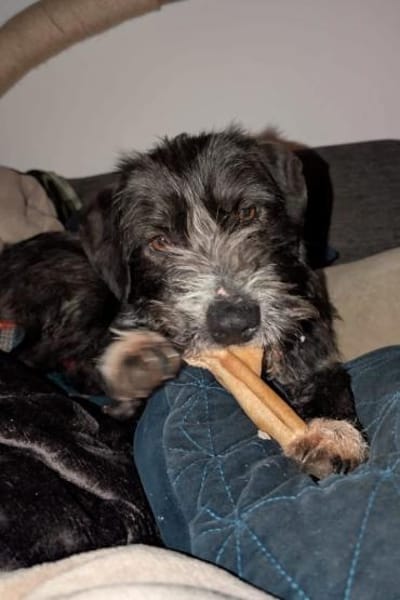 Alani 💗 wartet in 90530 Wendelstein