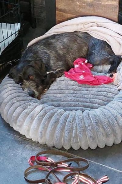 Alani 💗 wartet in 90530 Wendelstein