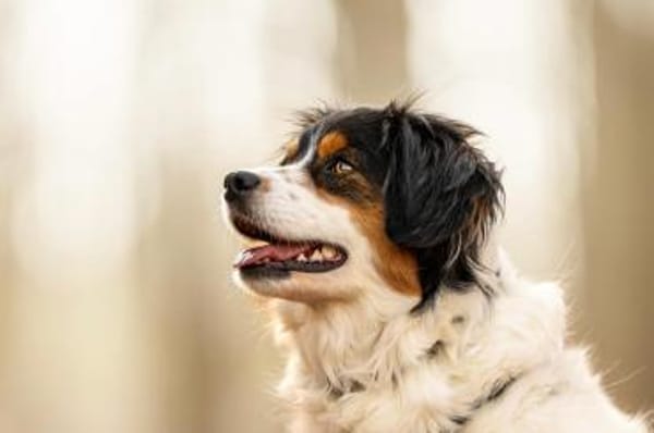 Molly - sanft und besonders