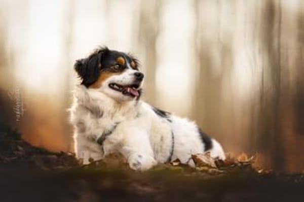 Molly - sanft und besonders