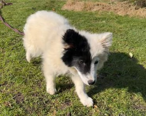 Ella - Hündin sucht ruhiges Umfeld