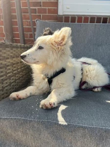 Ella - Hündin sucht ruhiges Umfeld