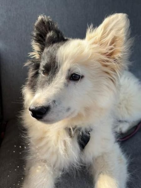 Ella - Hündin sucht ruhiges Umfeld