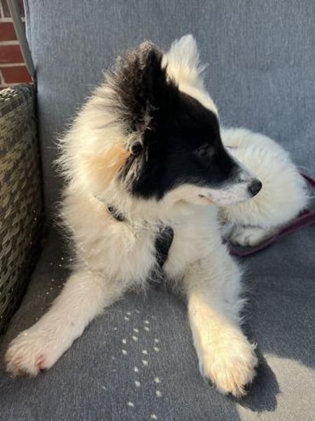 Ella - Hündin sucht ruhiges Umfeld