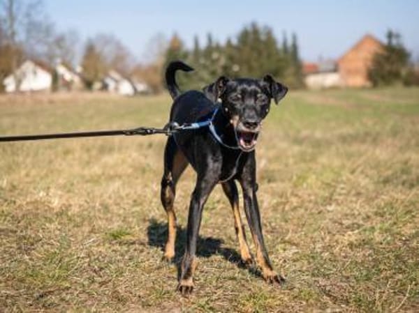 Bodi - topfit und kinderlieb