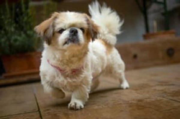 OPI ROCKY - sucht liebevollen Alterssitz