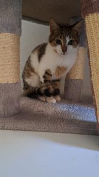 Dosenöffner und Kuschelpersonal gesucht