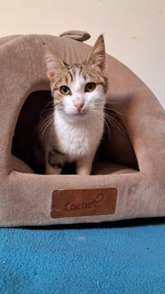 Dosenöffner und Kuschelpersonal gesucht