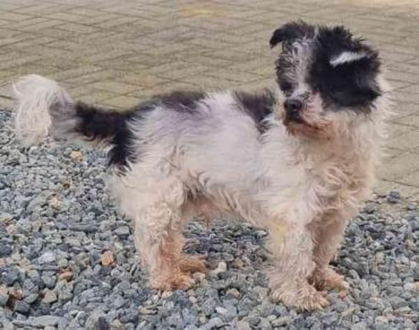 Andi, kl. blinder Wuschelsenior