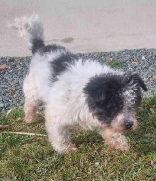 Andi, kl. blinder Wuschelsenior