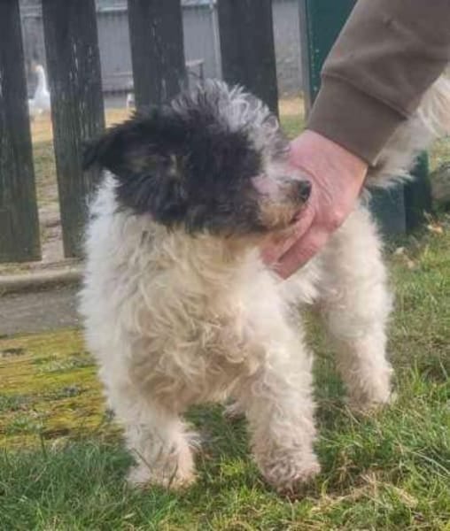 Andi, kl. blinder Wuschelsenior