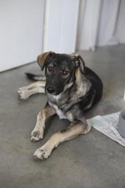 Junghund MORITZ sucht seinen Menschen!