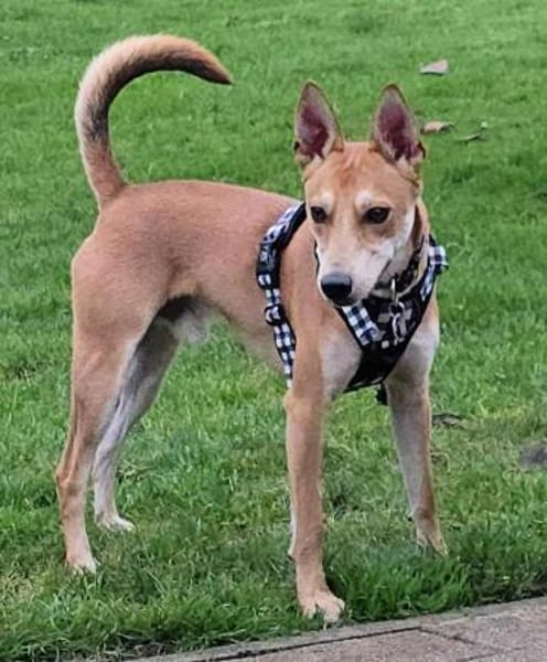 Kenny ist sehr lieb und verspielt !