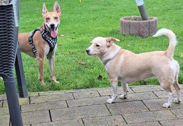 Kenny ist sehr lieb und verspielt !