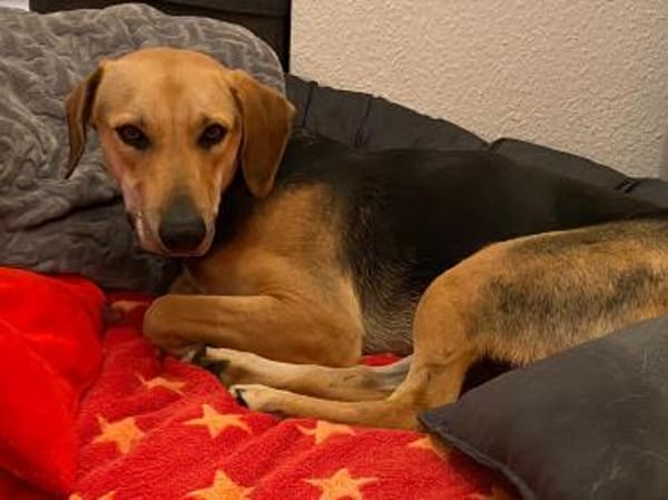 Ella -zur Pflege in 27798 Hude-