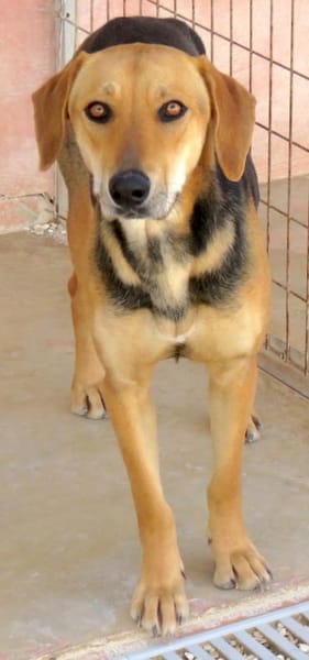 Ella -zur Pflege in 27798 Hude-