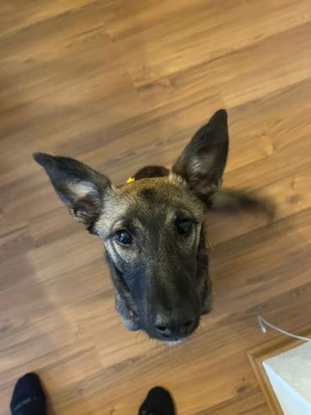 ZOE - wirbelig und schmusebedürftig