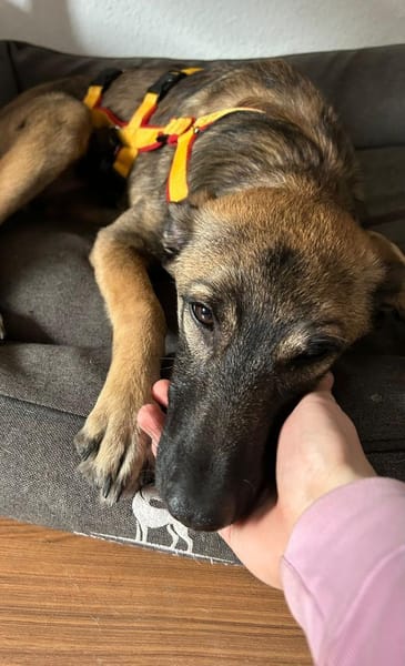 ZOE - wirbelig und schmusebedürftig