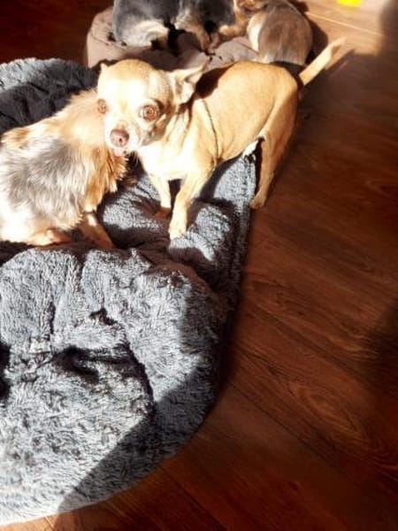 Parfis, Chihuahua Mädchen geb. 2018