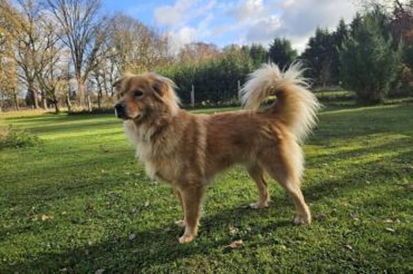 Vito - Rüde wartet in 48291 Telgte