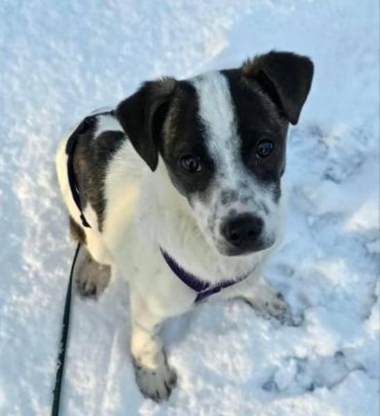 sanftes Welpenmädchen Ulla auf PS 90475