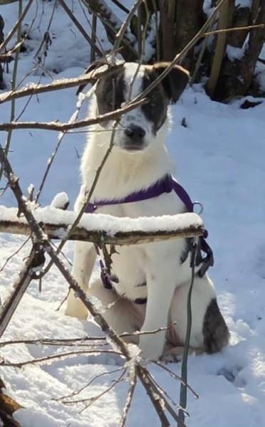 sanftes Welpenmädchen Ulla auf PS 90475