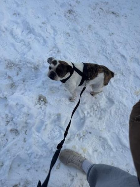 Cuba sucht ihr Zuhause