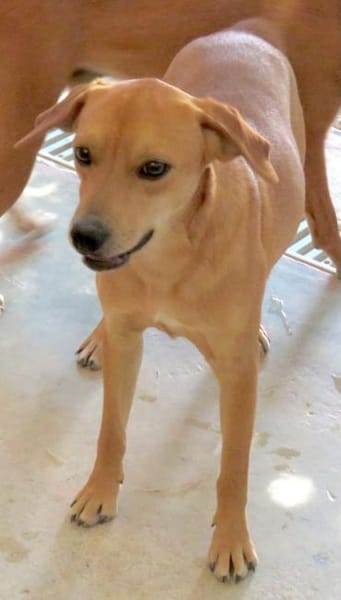 Fitz (zur Pflege in 59423 Unna)