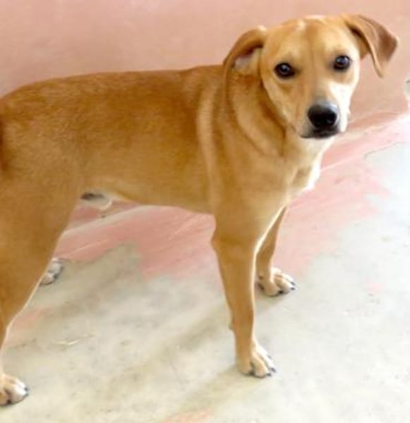 Fitz (zur Pflege in 59423 Unna)