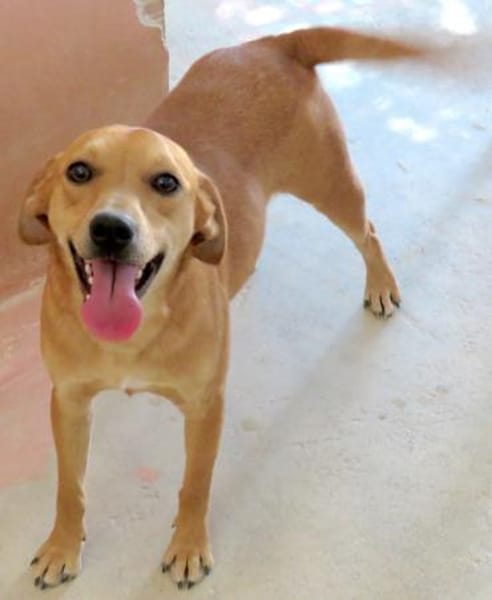 Fitz (zur Pflege in 59423 Unna)