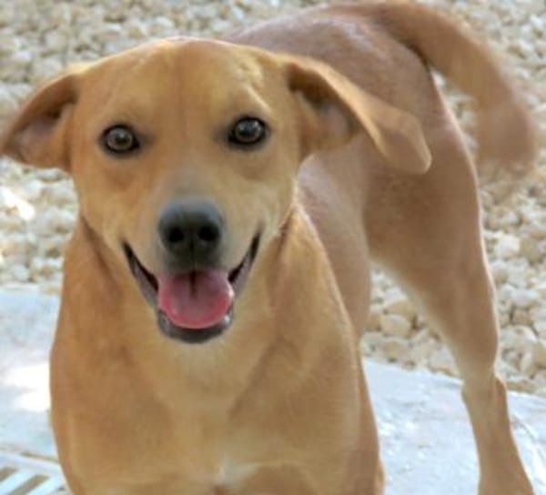 Fitz (zur Pflege in 59423 Unna)