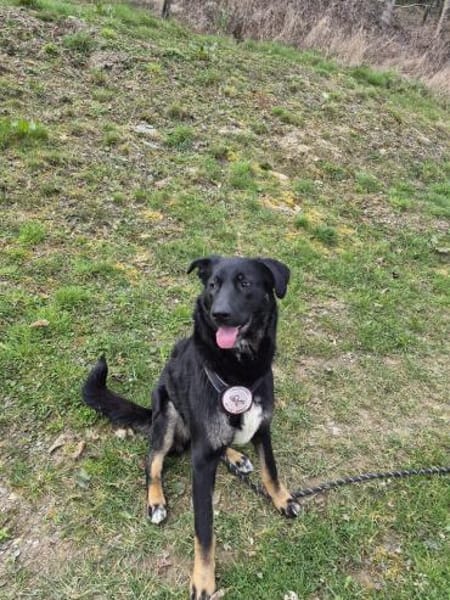 Dora sucht ihre Menschen💕🍀🐾