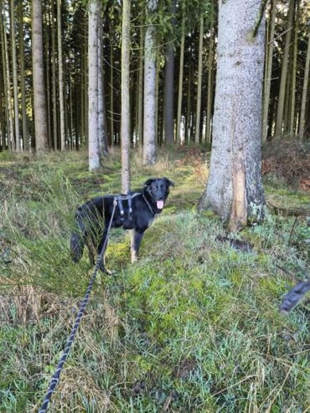 Dora sucht ihre Menschen💕🍀🐾