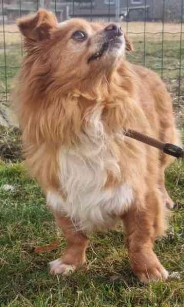 Yuki, sucht ein geduldiges Zuhause