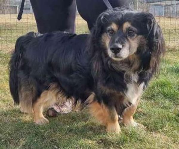 Buddy, ein toller Rüde sucht Zuhause