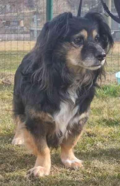 Buddy, ein toller Rüde sucht Zuhause