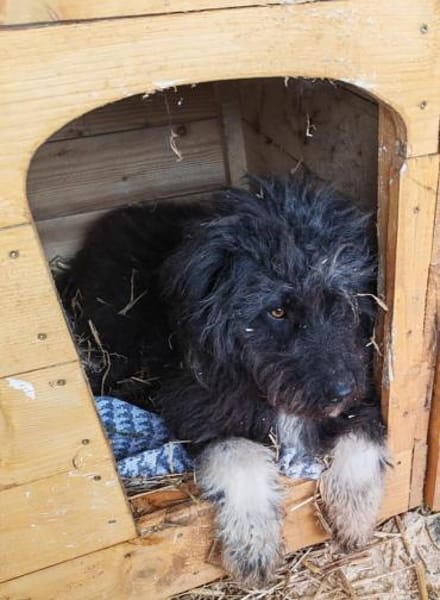 Jette, eine super liebe Wuscheline