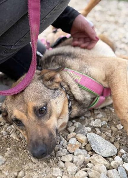 Cookie ist einfach nur zum Liebhaben 🐾