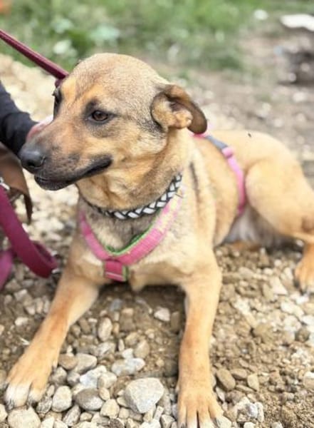 Cookie ist einfach nur zum Liebhaben 🐾