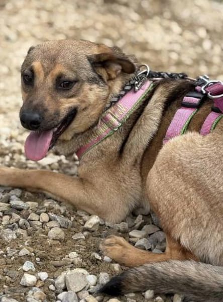 Cookie ist einfach nur zum Liebhaben 🐾