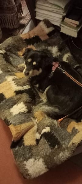 Gesine verlor ihr Heim durch Tod