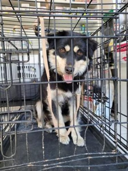 Gesine verlor ihr Heim durch Tod