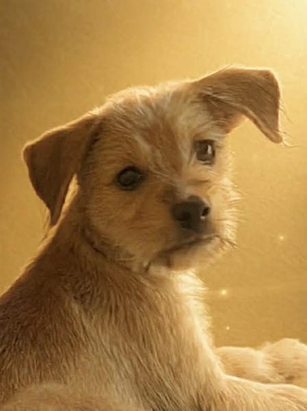 Noisette, la belle pupuce