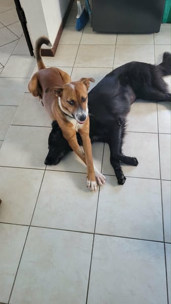 Aloka notre chouchou créole