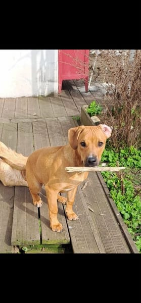 Goliath le magnifique