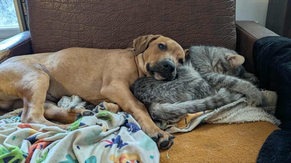 Goliath le magnifique