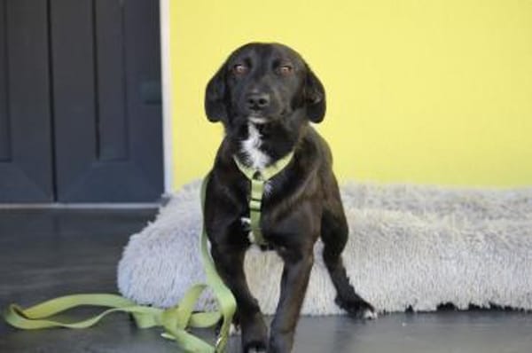 Spike unser kleiner Chameur...