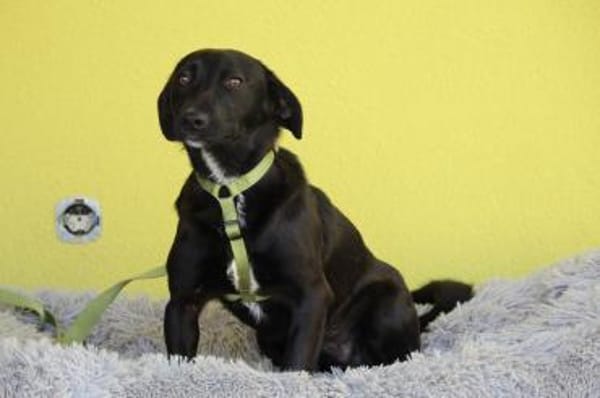 Spike unser kleiner Chameur...