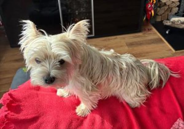 Santy1 sucht dringend Zuhause!