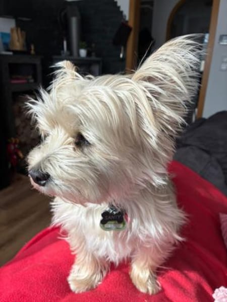 Santy1 sucht dringend Zuhause!